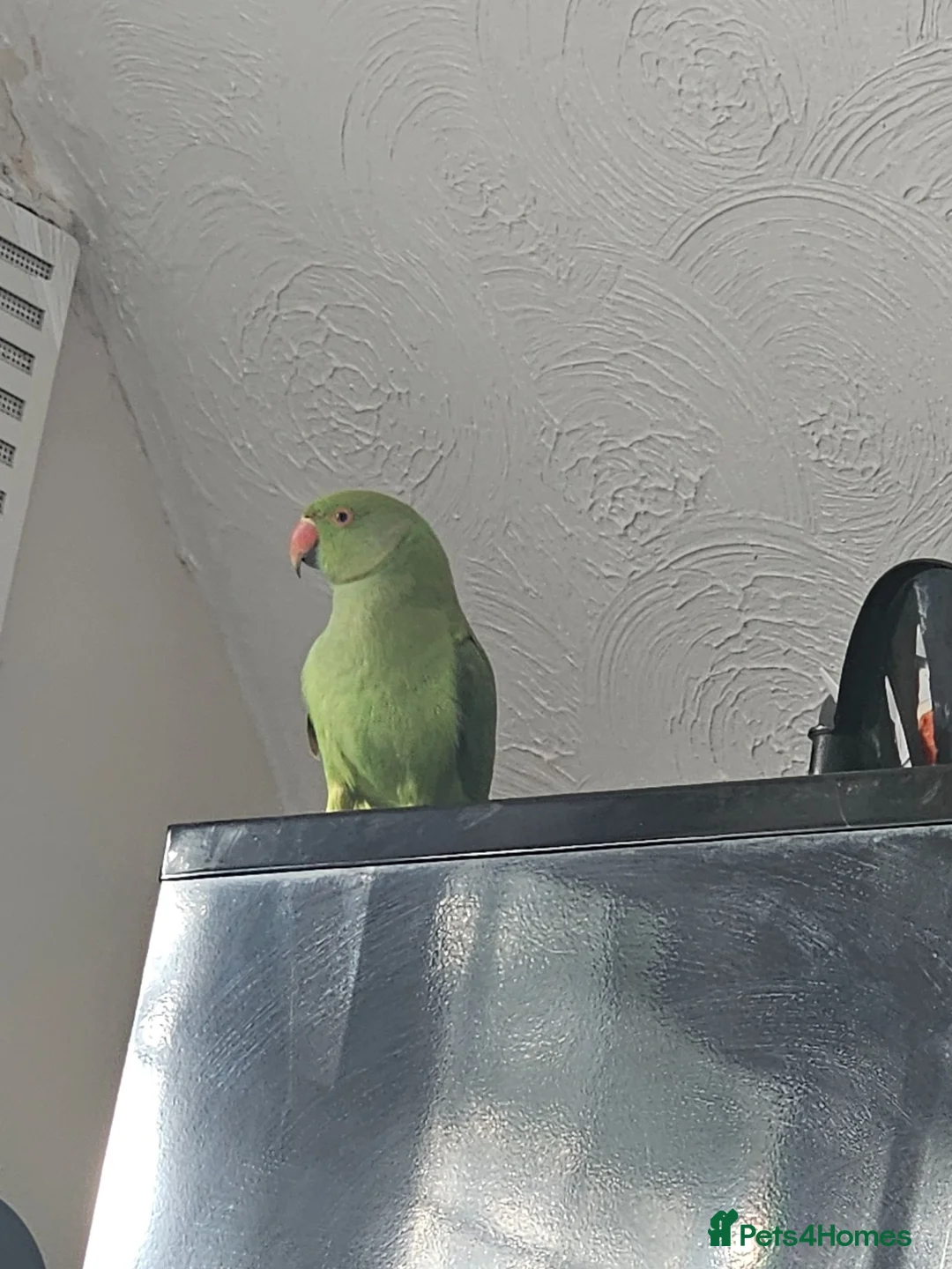 Ringnecks birds for sale: Rehome Indian Ringneck Parrot in Farnborough - Advert 1