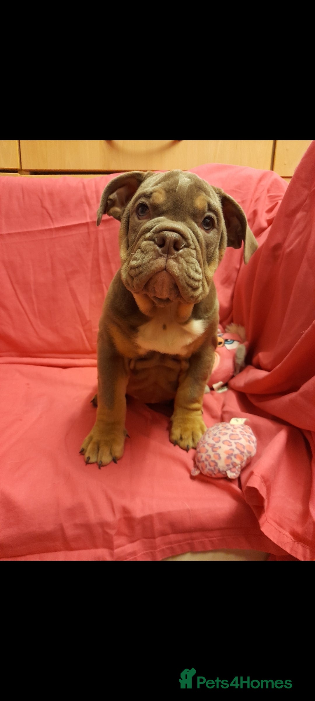Mixed Breed dogs for sale: F1 olde English bulldog - Advert 15