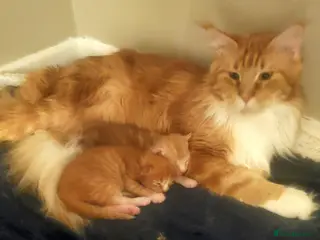 Maine Coon cats GOURGEOUS XXL MAINE COON KITTENS!!! - Advert 1