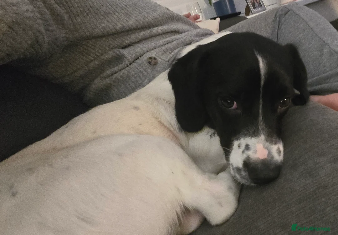 Sprocker dogs for sale: Sprocker spaniel pups - Advert 12