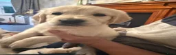 Golden Retriever dogs for sale: 8 beautiful golden retriever puppies - Advert 14