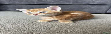 Domestic Shorthair 1