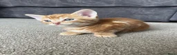 Domestic Shorthair cats for sale: Beautiful male kittens  - Advert 4