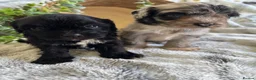 Cavapoo dogs for sale: THERAPY RAISED CAVAPOOS - Advert 9