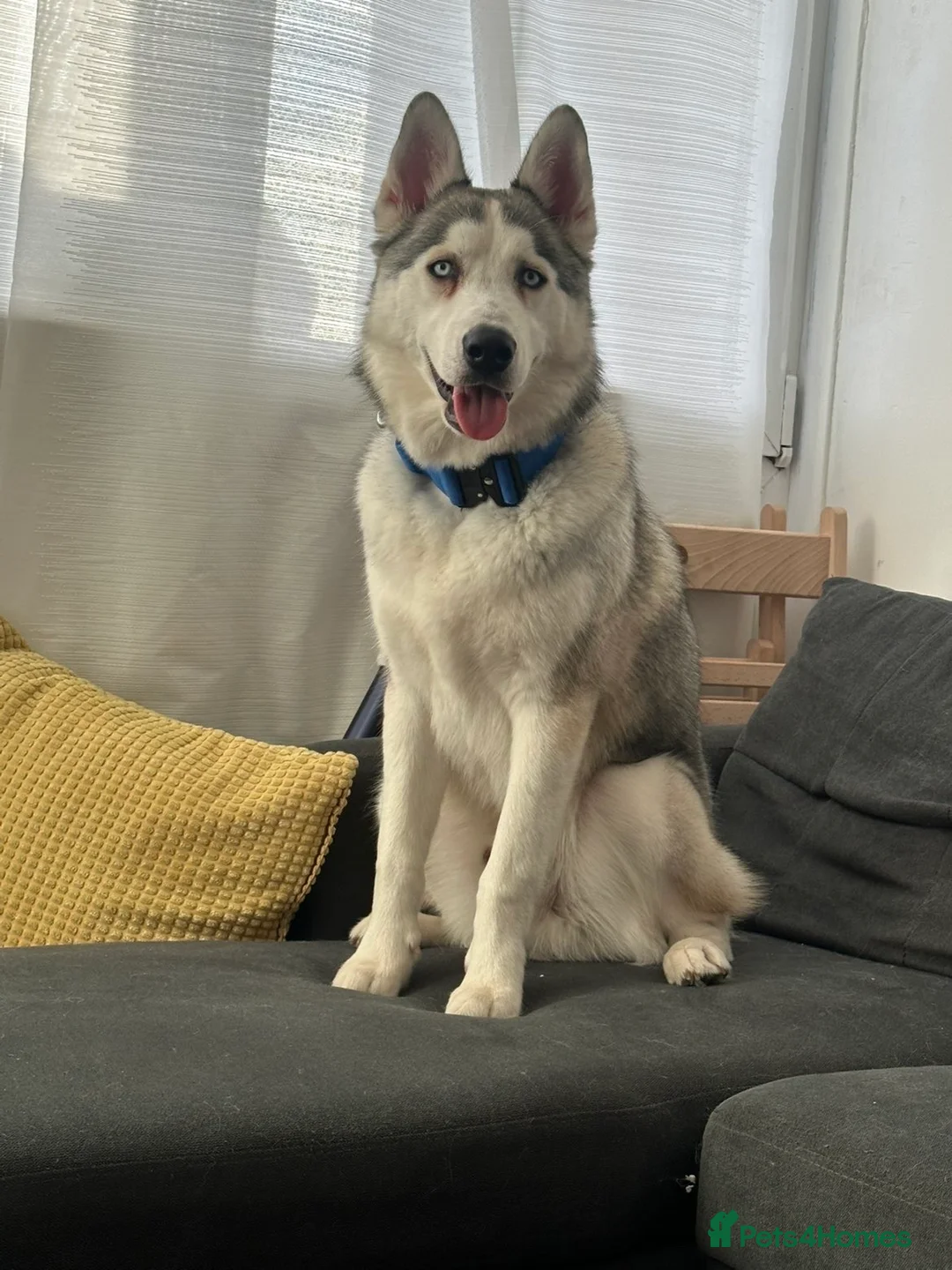 Siberian Husky dogs for sale: Ocean - Advert 2