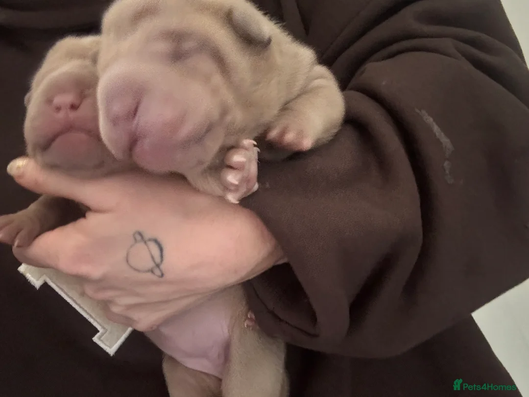 Shar Pei dogs for sale: Fluff and horse coat sharpei  - Advert 2