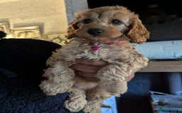 Mixed Breed dogs for sale: Cavapoo/ cockapoo puppy ready now  - Image 3