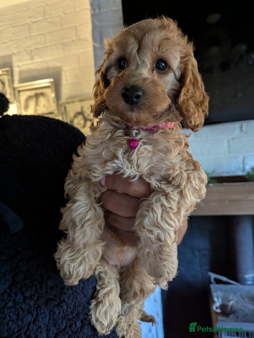 Mixed Breed dogs for sale: Cavapoo/ cockapoo puppy ready now  - Image 3