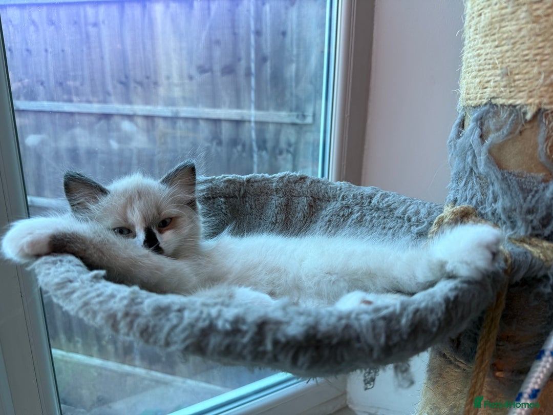 Ragdoll cats for sale: Ragdoll kittens for sale  - Image 3