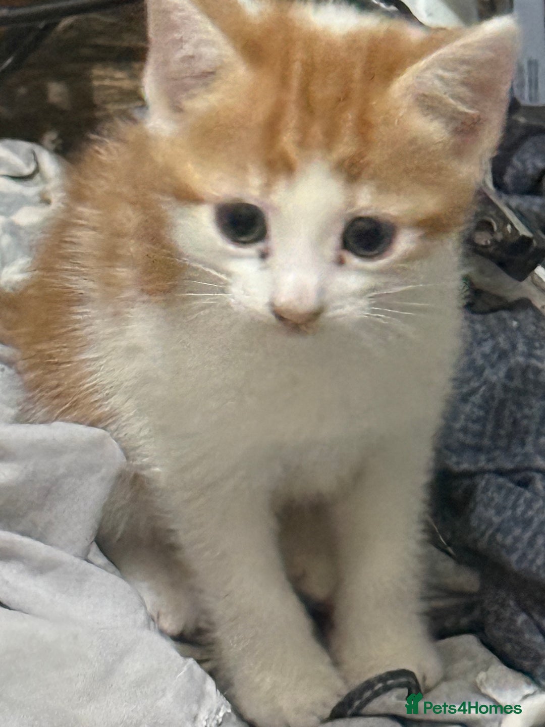 Mixed Breed cats for sale: Kittens - Advert 2