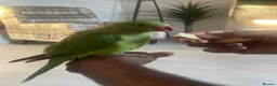 Ringnecks birds for sale: Indian Ringneck  - Advert 3