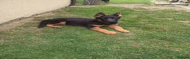 German Shepherd Puppy 2