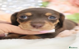 Miniature Dachshund dogs for sale: KC Registered Miniature Dachshund Puppies - Image 7