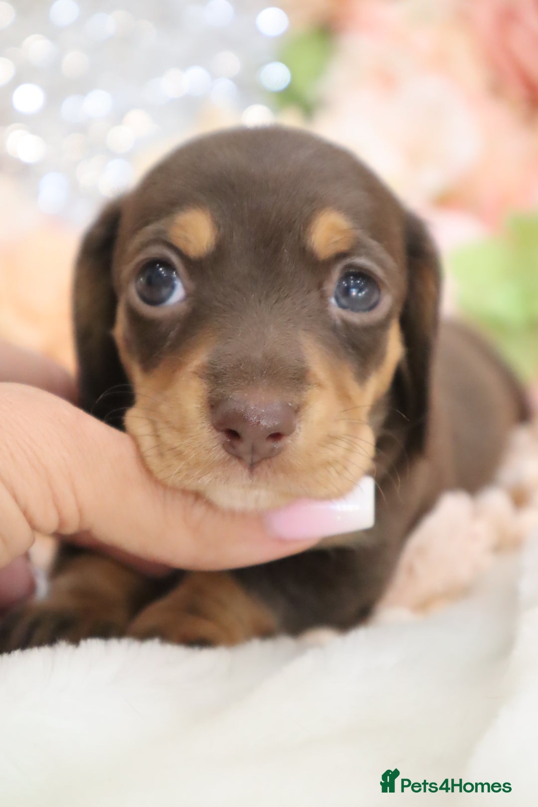 Miniature Dachshund dogs for sale: KC Registered Miniature Dachshund Puppies - Image 7