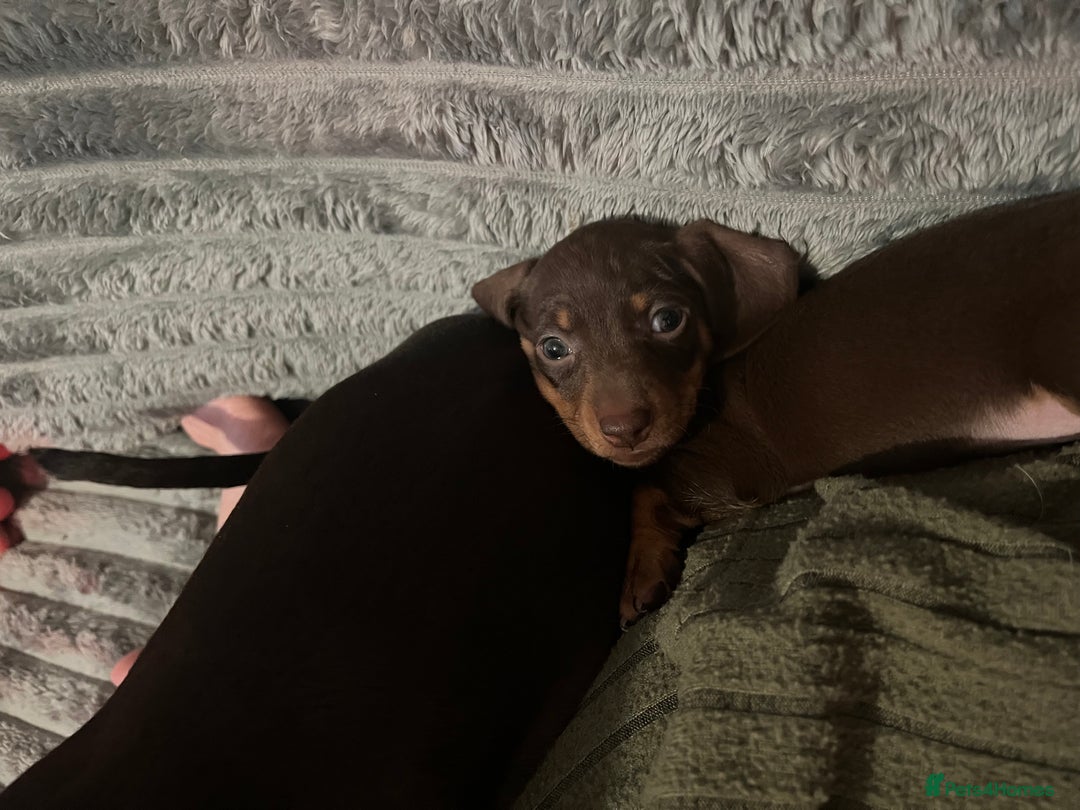 Dachshund dogs for sale: Beautiful miniature dachshunds  - Image 38