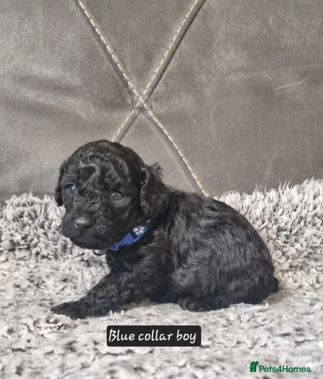 Cavapoo dogs for sale: Cavapoo f1b puppies  - Advert 3