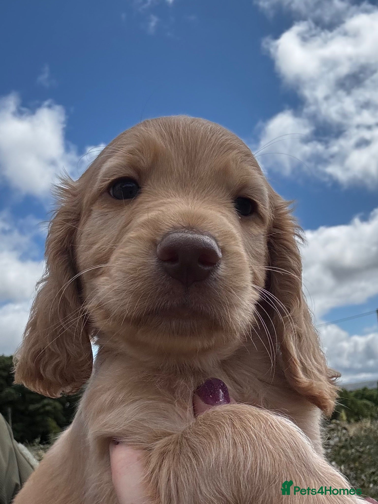 Cocker Spaniel dogs KC, Hereditary Clear,  Cocker Spaniel Pups - Advert 14