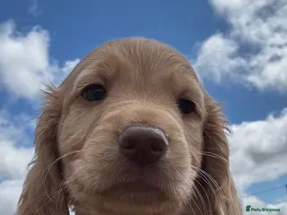 Cocker Spaniel dogs KC, Hereditary Clear, Cocker Spaniel Pups - Advert 14