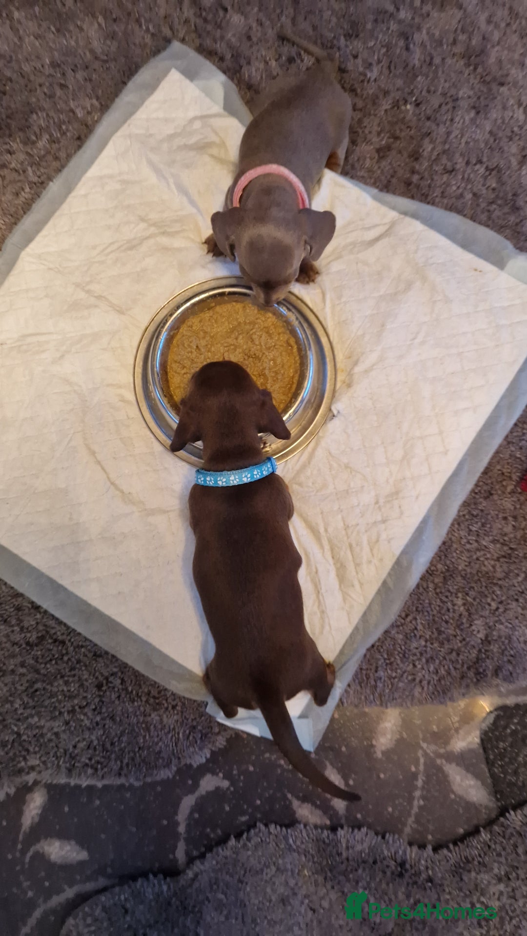 Miniature Dachshund dogs for sale: 1 beautiful kc puppy left ready 25/12/25 - Advert 15