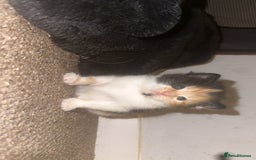 Domestic Shorthair cats for sale: Beautiful kittens - Image 2