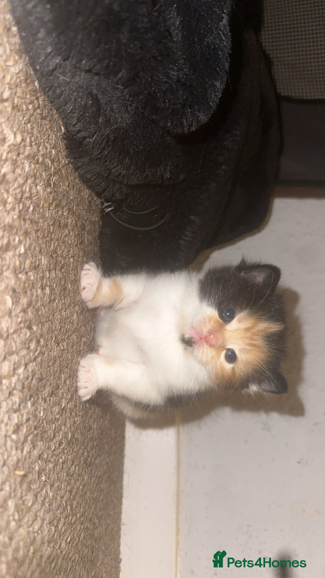 Domestic Shorthair cats for sale: Beautiful kittens - Image 2