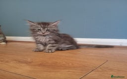 Maine Coon cats for sale: 4 boys for sale - Image 12