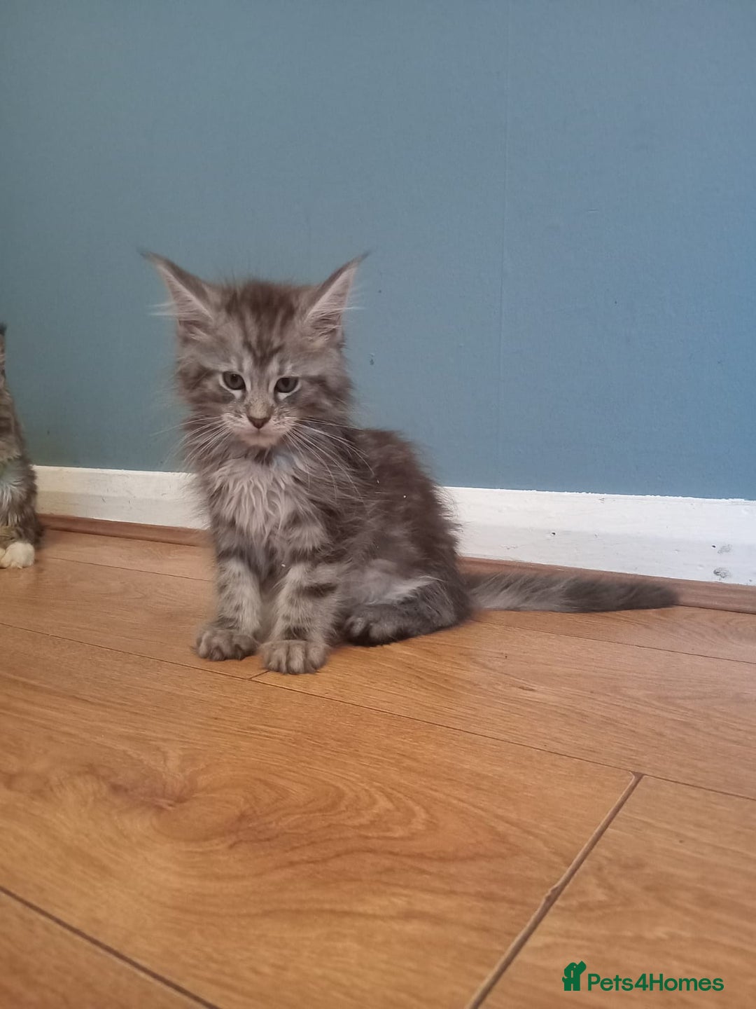 Maine Coon cats for sale: 4 boys for sale - Image 12