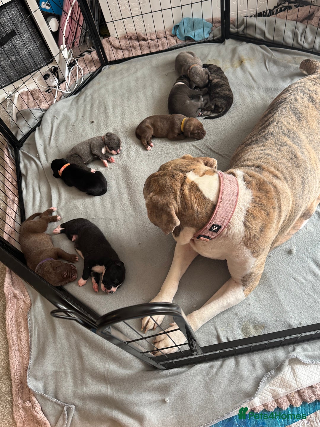 Mixed Breed dogs for sale: Rare breeding American x Bulldog x Cane Corso Pups - Image 37