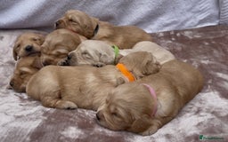 Golden Retriever dogs for sale: OUTSTANDING PEDIGREE GOLDEN RETRIVER PUPPIES KC - Image 20