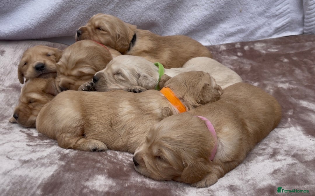 Golden Retriever dogs for sale: OUTSTANDING PEDIGREE GOLDEN RETRIVER PUPPIES KC - Image 20