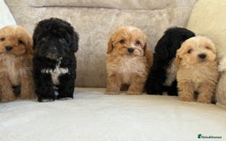 Cockapoo dogs for sale: F1 cockapoo puppies PRA TESTED - Image 6