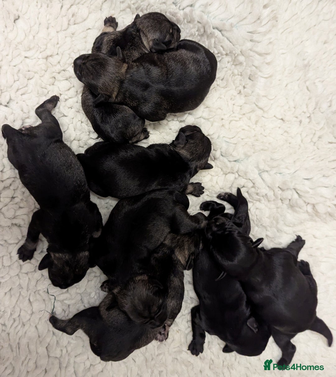 Miniature Schnauzer dogs for sale: Beautiful,Health Tested Miniature Schnauzer Pups - Advert 4