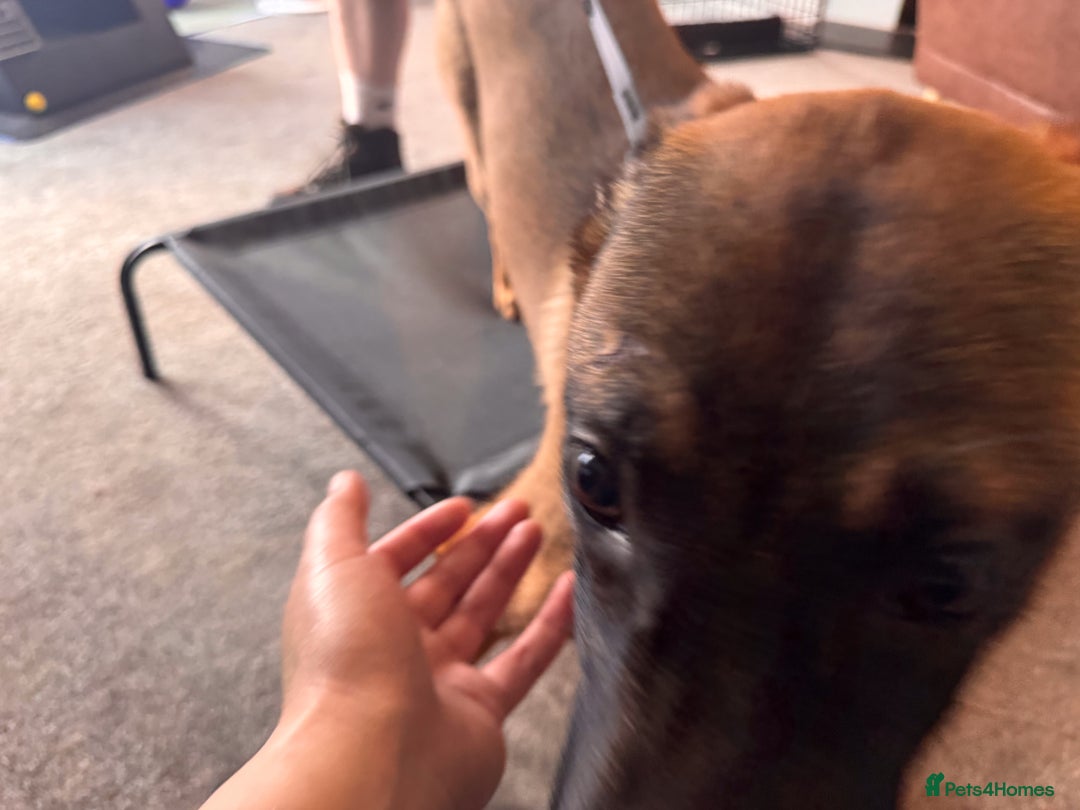 Belgian Shepherd Dog dogs for sale: Kairo - Urgent Rehome - Image 13