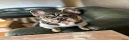 French Bulldog dogs for sale: French Bulldog  in Chesterfield - Advert 6