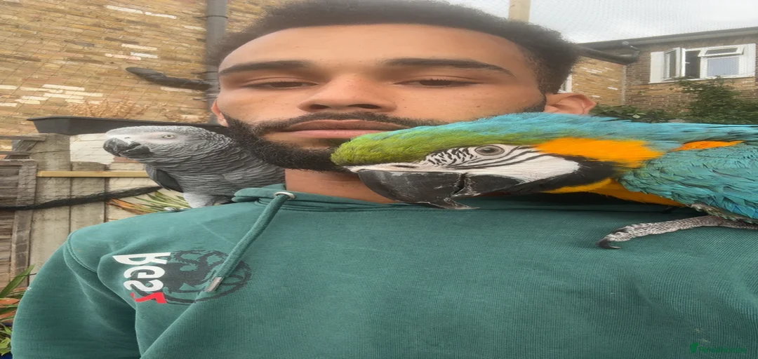 Gallery Image {{count}}