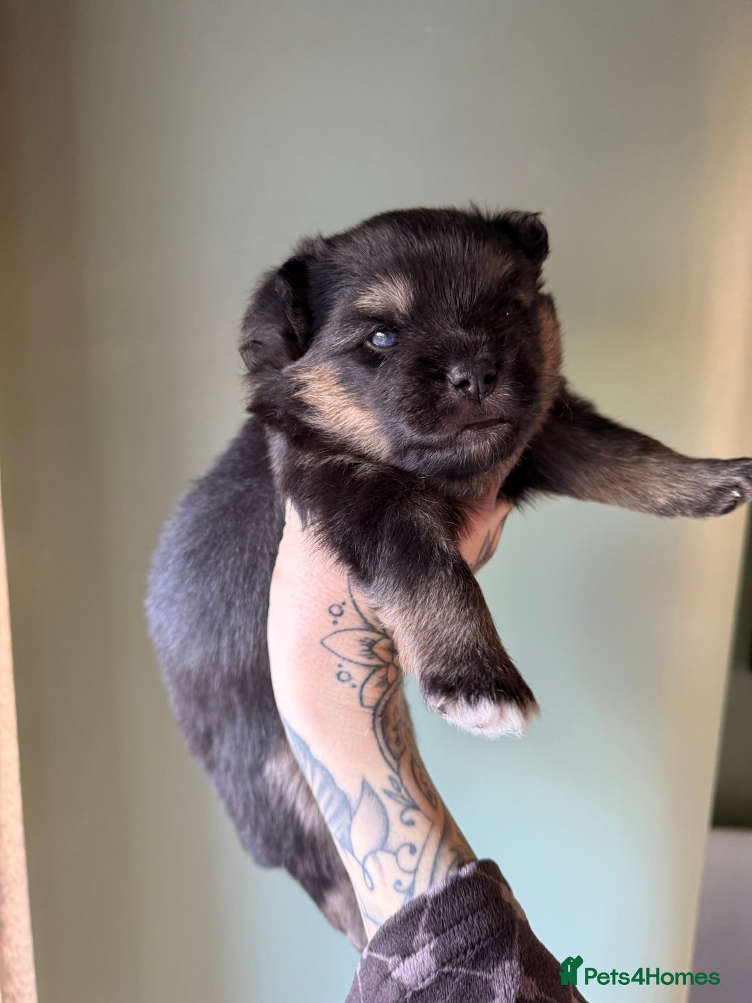 Pomsky dogs for sale: F3 Pomsky Puppies - ready in January! - Advert 14