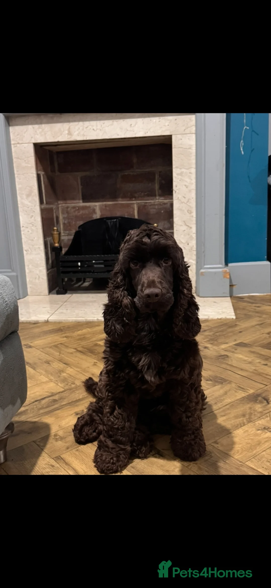 Cocker Spaniel dogs for sale: 3 year old show cocker- fully health tested  - Advert 3