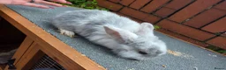 Mini Lop rabbits for sale: Mini loop - Advert 3