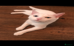 Mixed Breed cats for sale: Playful kittens looking for a new home - Advert 2