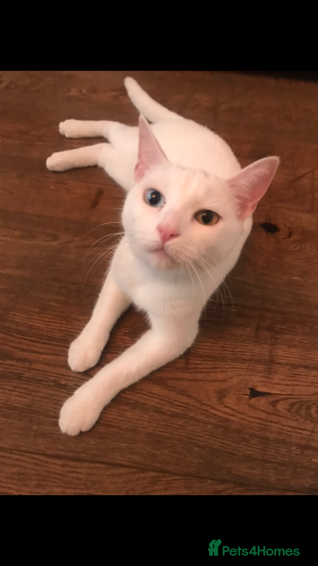 Mixed Breed cats for sale: Playful kittens looking for a new home - Advert 2