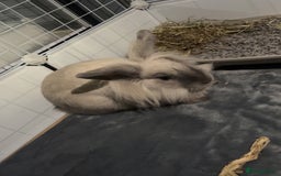 Lionhead rabbits for sale: Lionhead Rabbit, looking for a new home  - Image 1