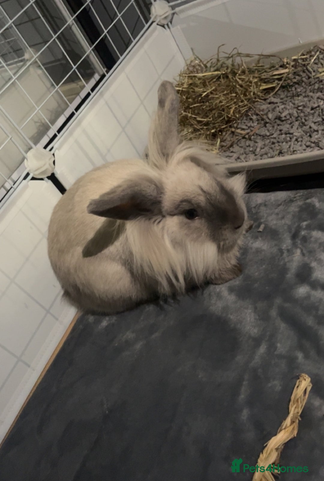 Lionhead rabbits for sale: Lionhead Rabbit, looking for a new home  - Image 1