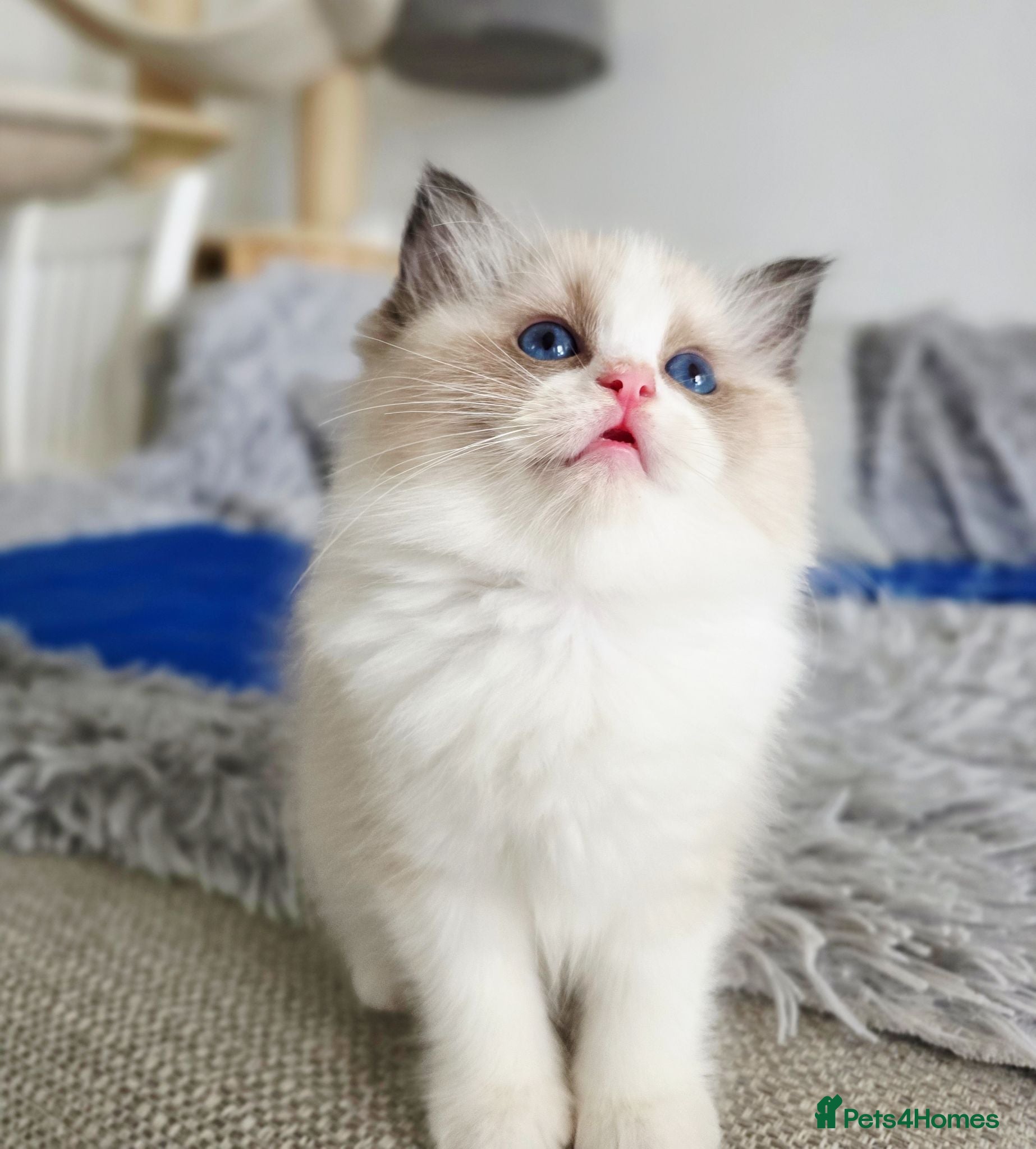 Ragdoll cats 2 European babies. Champion lines. Tica registered - Advert 2