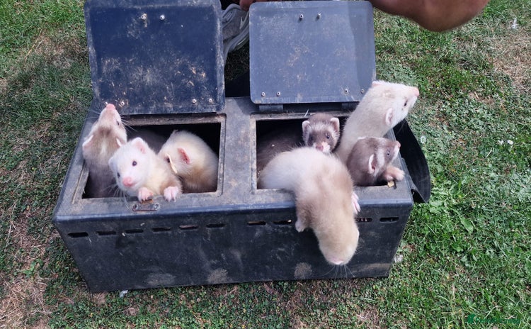Ferret rodents - Advert 1