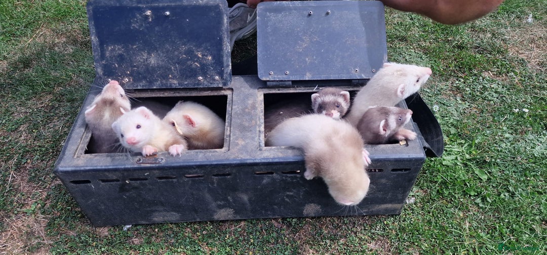 Ferret rodents for sale: Ferrets ready to go - Image 1