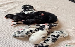 Great Dane dogs for sale: HARLIQUIN & BLACK PUPS KC REGISTERED  - Image 12