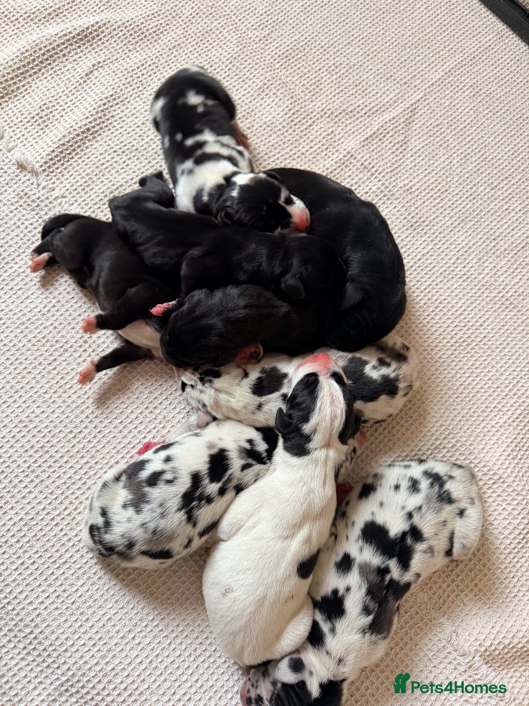 Great Dane dogs for sale: HARLIQUIN & BLACK PUPS KC REGISTERED  - Image 12