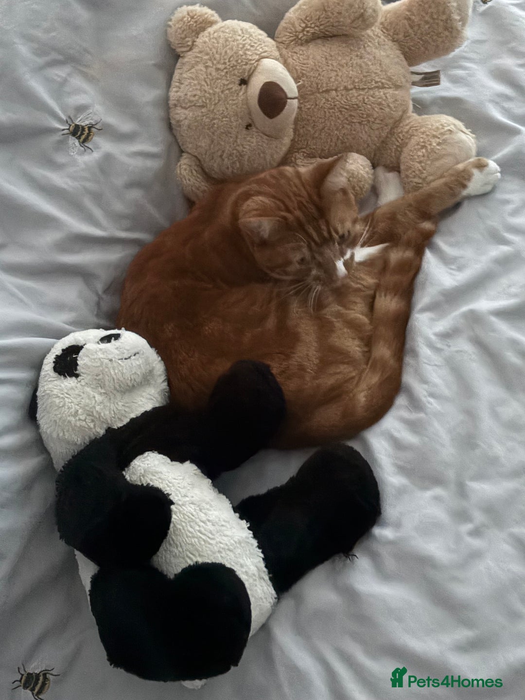 Mixed Breed cats for sale: Beautiful male cat  - Advert 3