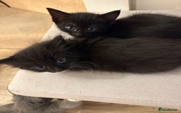 Domestic Shorthair cats for sale: Black and white kittens for sale  - Image 9