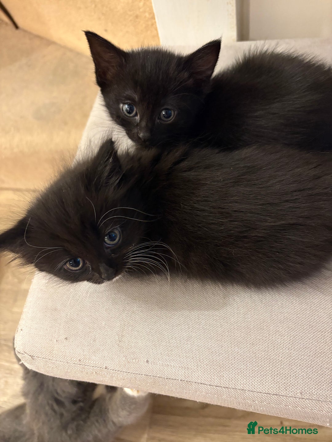 Domestic Shorthair cats for sale: Black and white kittens for sale  - Image 9